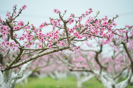 果园桃树林背景图片