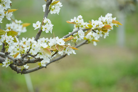 果园里的梨树开花图片