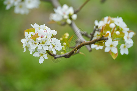 果园里的梨树开花背景图片