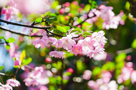 海棠花开彩色花朵花开高清图片