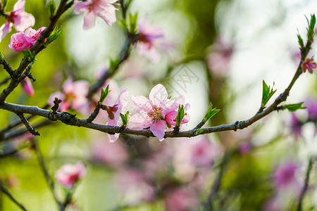 公园桃树桃花背景图片