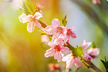 公园桃树桃花图片