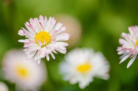 特写花蕊小雏菊背景