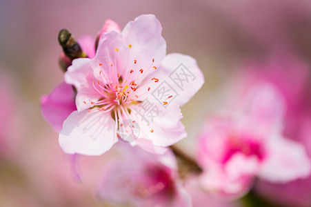 桃花特写背景图片