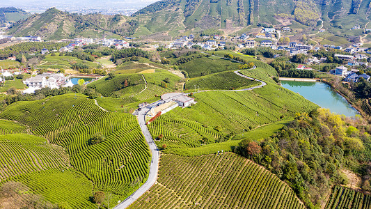 茯茶小镇安吉县溪龙乡白茶茶山背景