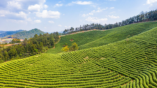 安吉县塘皈线白茶茶山高清图片