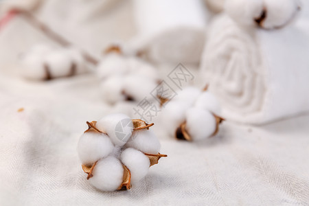 新疆棉花长绒棉棉花花朵高清图片
