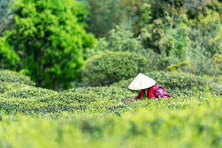 夏季种植福鼎白茶茶山上采茶的茶农背景