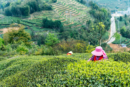 福鼎白茶茶山上采茶的茶农采摘高清图片素材