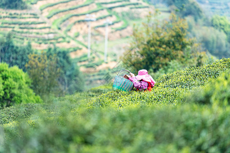 福鼎白茶茶山上采茶的茶农采茶人高清图片素材