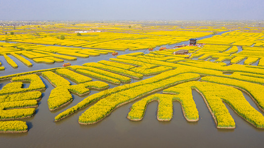 千足金春季自然风光油菜花江苏兴化千垛景区背景