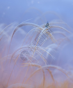 蓝色蝶恋花蝶恋花背景