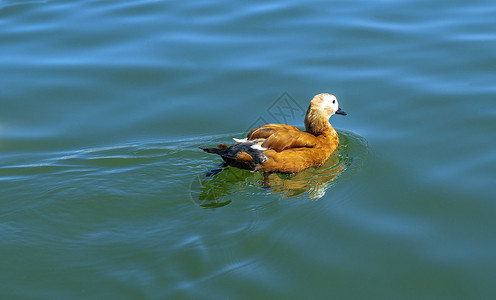 湖水野鸭图片
