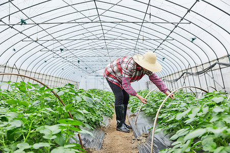 蔬菜产地农民蔬菜大棚劳作形象背景