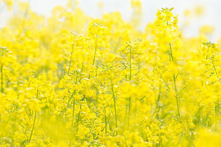 浪漫油菜花海报油菜花花田背景