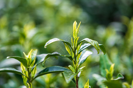 安吉白茶茶芽图片素材