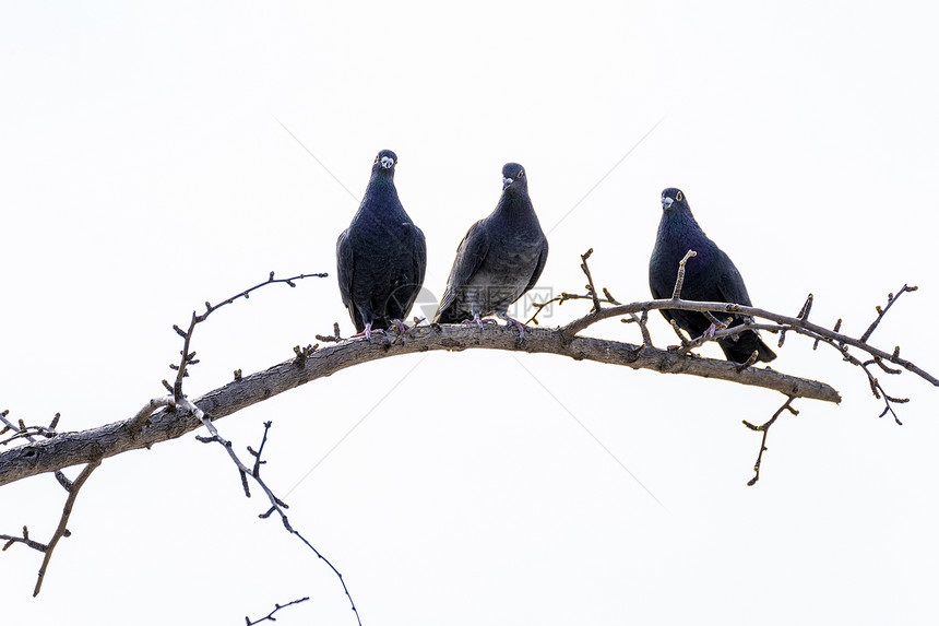 树枝上三只鸽子图片