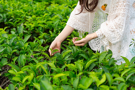 采茶乡野山林茶高清图片