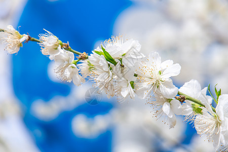 初夏春天盛开的雪白的梨花背景图片