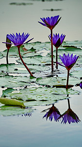 初夏荷花池里的蓝莲花盛开高清图片