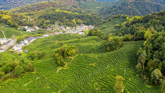 茯茶小镇航拍杭州西湖龙井村茶园背景