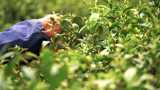 茶农采茶春茶山林茶高清图片