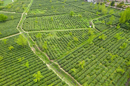 苏州旺山碧螺春茶园采茶人高清图片素材