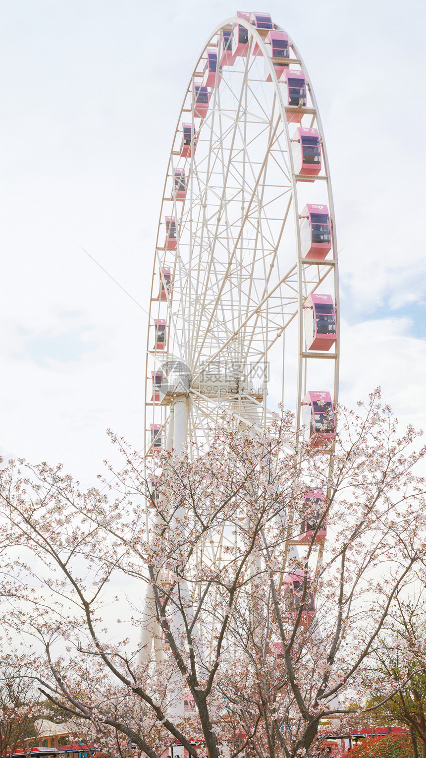 春季樱花游乐园摩天轮图片