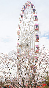 春季樱花游乐园摩天轮图片