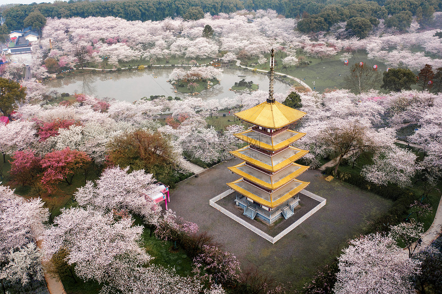 武汉东湖樱花园五重塔图片