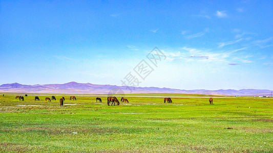 游丰宁坝上草原草原上的马群背景