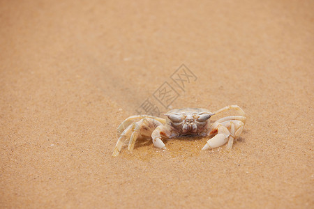 海边螃蟹背景图片