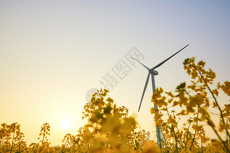 夕阳下在花田里的风力发电机高清图片
