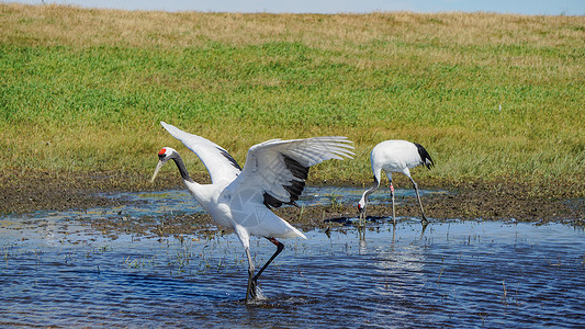 保护鸟类齐齐哈尔扎龙湿地景区丹顶鹤背景