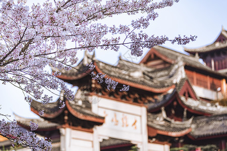 江苏南京春天鸡鸣寺樱花春天风景高清图片素材