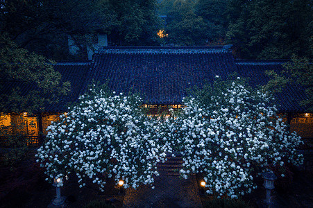 江苏南京清凉山崇正书院绣球花夜景建筑高清图片素材