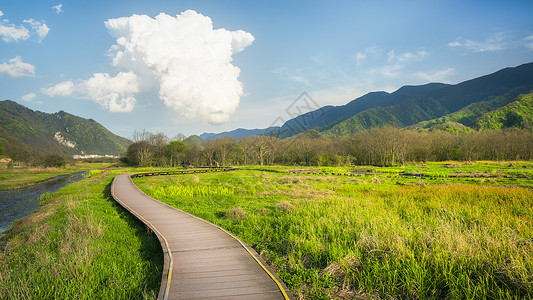 神农架大九湖森林湿地木栈道图片