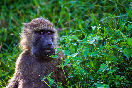 非洲塞伦盖提草原野生猕猴图片