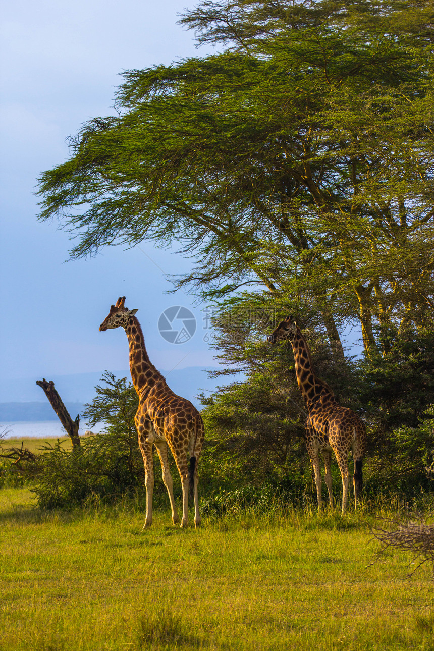 非洲塞伦盖提草原野生长颈鹿图片