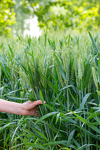 麦子地中的女孩阳光下的青色麦田背景