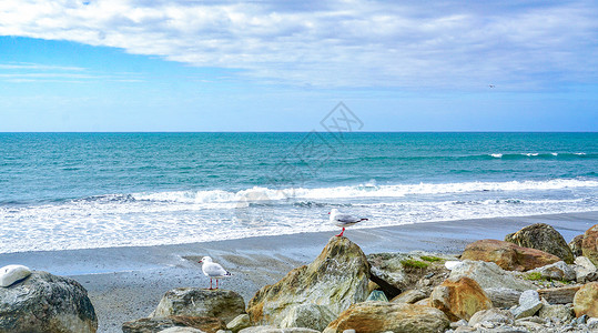 新西兰海滩新西兰南岛海滩风光背景