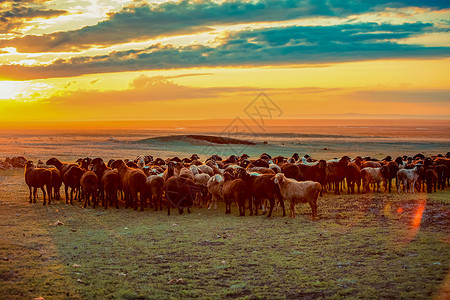 牛群羊群哈萨克牛羊群背景