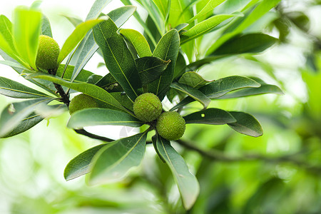 杨梅树荸荠属植物高清图片