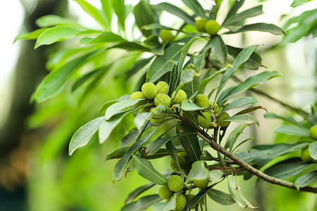 杨梅树荸荠属植物高清图片