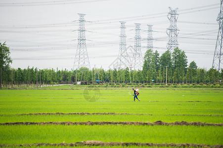 芒种耕地插画在水稻田耕种的农民背景