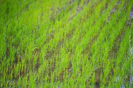 郊野水稻田图片