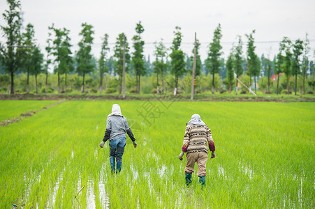 芒种耕地插画在水稻田耕种的农民背景