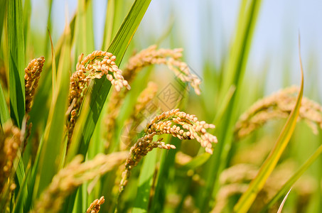 金黄色的水稻大米高清图片素材