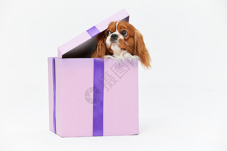 宠物狗从礼物盒探头出来高清图片