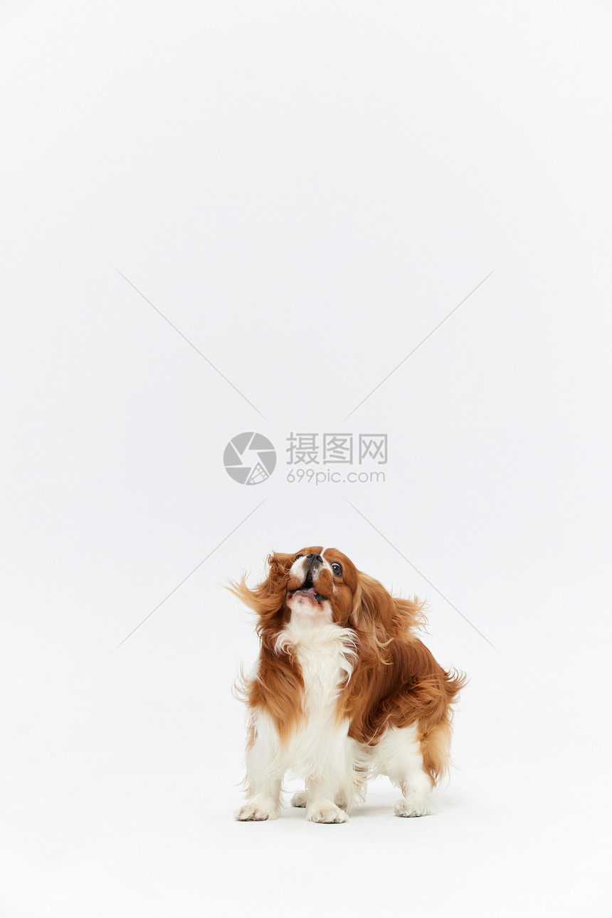 可爱的宠物狗查理王犬图片